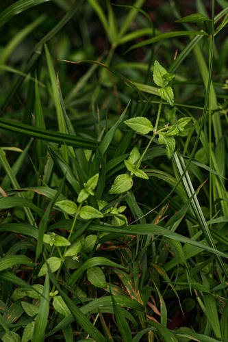 Wahlenbergia madagascariensis image