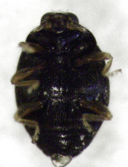 Stethorus bifidus