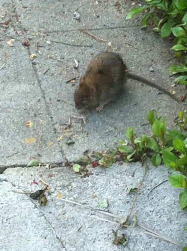 Rattus norvegicus