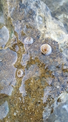 Bembicium