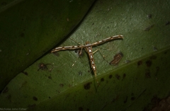 Cosmoclostis aglaodesma