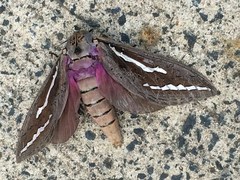 Abantiades hydrographus