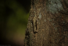 Metrioglypha phyllodes