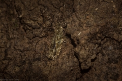 Metrioglypha phyllodes