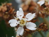 Bronze Loquat - Photo (c) 羅忠良, some rights reserved (CC BY-NC), uploaded by 羅忠良