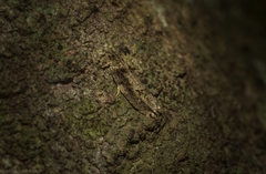 Metrioglypha phyllodes