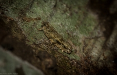 Metrioglypha phyllodes