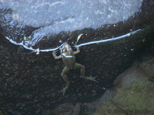 Angola Frog, Amietia angolensis