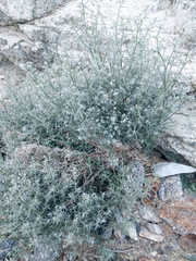 Johnstonella racemosa