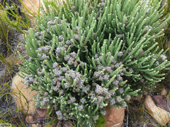 Aspalathus triquetra