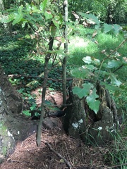 Alectryon excelsus excelsus