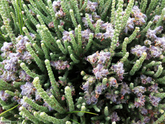 Aspalathus triquetra