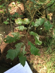 Alectryon excelsus excelsus