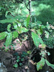 Alectryon excelsus excelsus