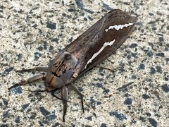 Abantiades hydrographus