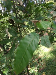 Alectryon excelsus excelsus