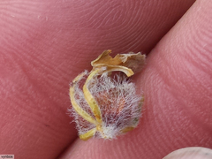 Aspalathus triquetra