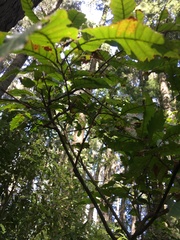 Alectryon excelsus excelsus