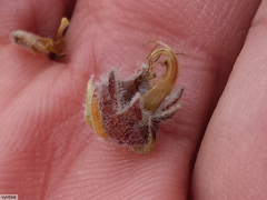 Aspalathus triquetra