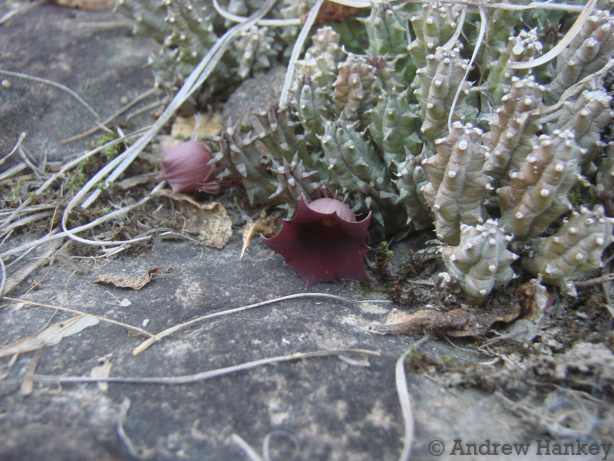 Huernia humpatana Bruyns