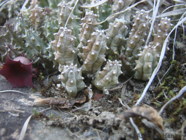 Huernia humpatana Bruyns 2