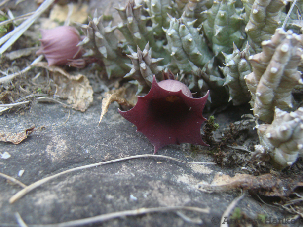 Huernia humpatana Bruyns 3