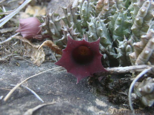 Huernia humpatana Bruyns 4