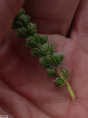 Aspalathus triquetra