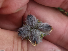 Aspalathus triquetra