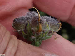 Aspalathus triquetra