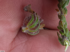 Aspalathus triquetra