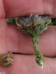 Aspalathus triquetra