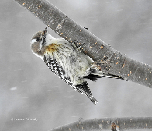 Japanese Pygmy Woodpecker