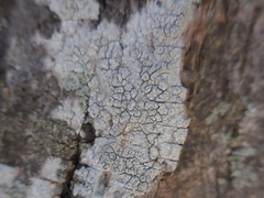 Pertusaria pustulata