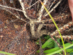 Aspalathus triquetra