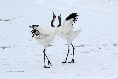 Red-crowned Crane