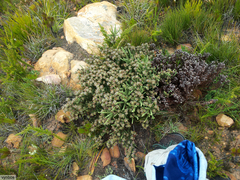 Aspalathus triquetra