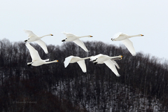 Cygnus cygnus
