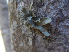 Ramalina culbersoniorum