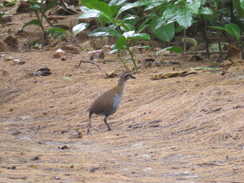 Gallirallus owstoni observed 2019-01-18