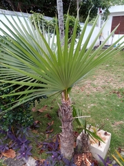 Arecaceae