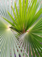 Arecaceae