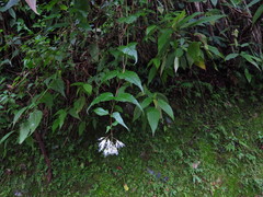 Eupatorium tashiroi