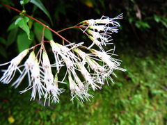 Eupatorium tashiroi