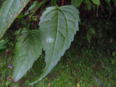 Eupatorium tashiroi