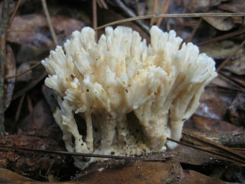 Sebacinaceae image