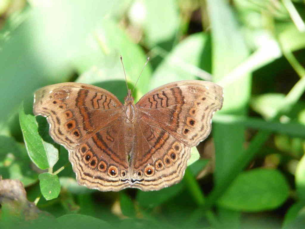 Aurivillius’ Brown Pansy