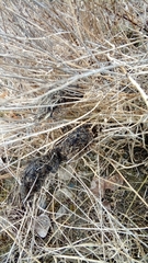 Canis lupus italicus