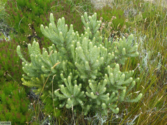 Cyclopia meyeriana
