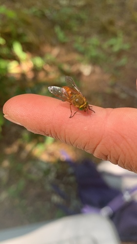 Golden Deer Fly photo 5